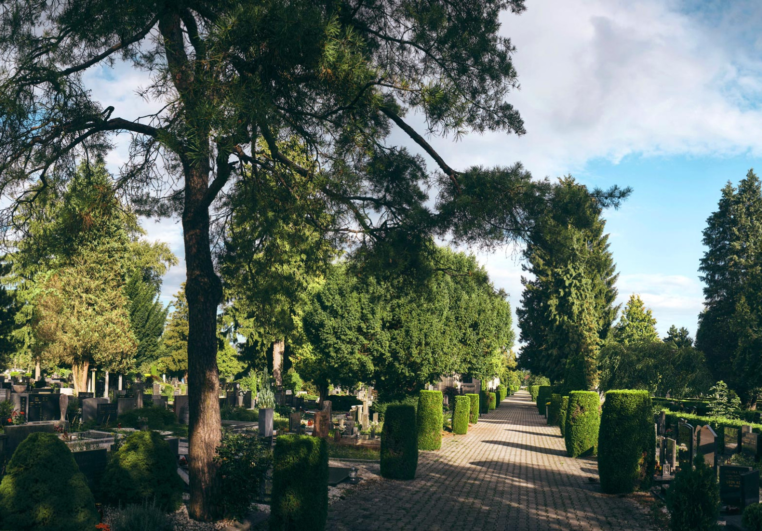Rastline in grobovi na pokopališču Žale.