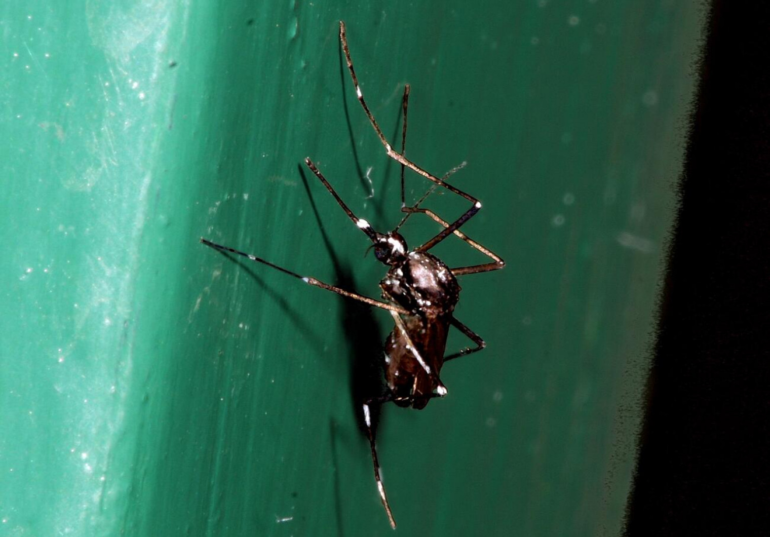 Samica tigrastega komarja - Aedes albopictus, Foto: Tomi Trilar
