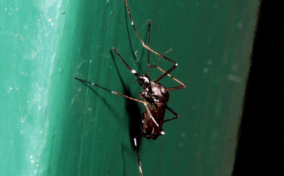 Samica tigrastega komarja - Aedes albopictus, Foto: Tomi Trilar